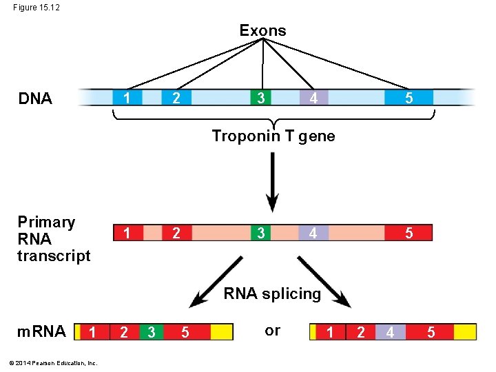 Figure 15. 12 Exons DNA 2 1 3 5 4 Troponin T gene Primary