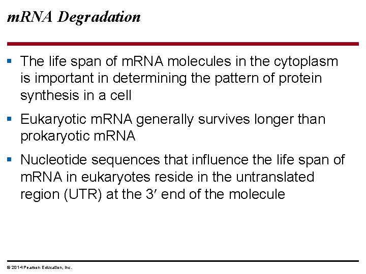 m. RNA Degradation § The life span of m. RNA molecules in the cytoplasm