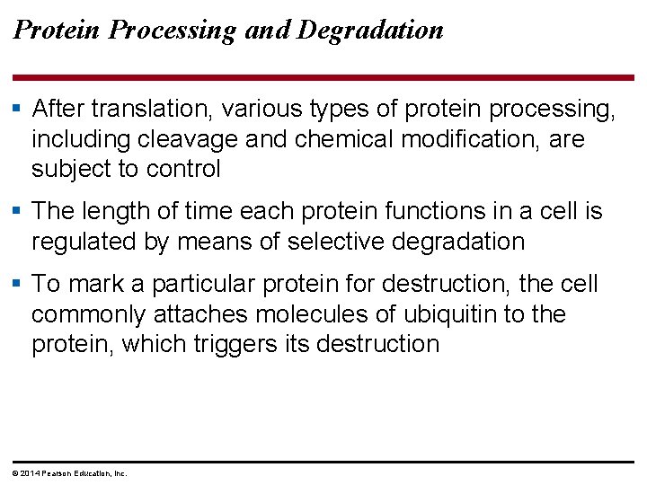 Protein Processing and Degradation § After translation, various types of protein processing, including cleavage