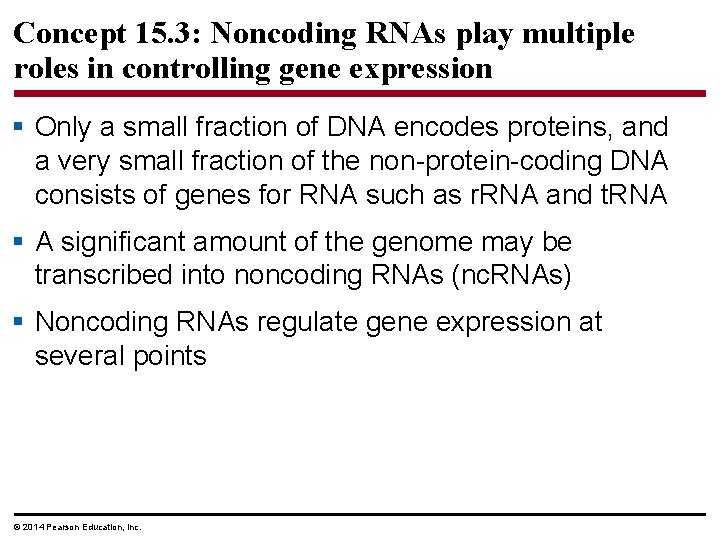 Concept 15. 3: Noncoding RNAs play multiple roles in controlling gene expression § Only