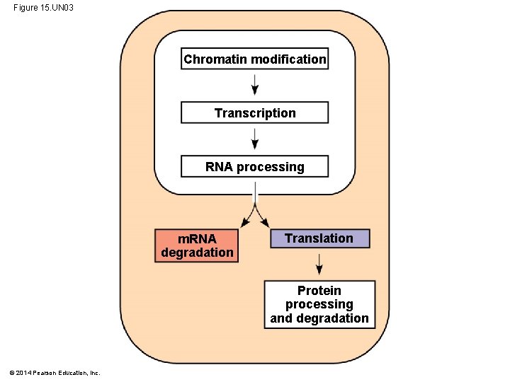 Figure 15. UN 03 Chromatin modification Transcription RNA processing m. RNA degradation Translation Protein