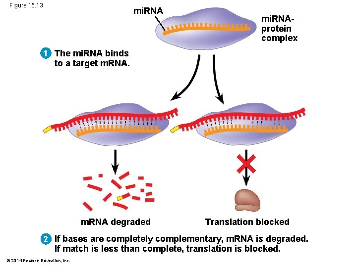 Figure 15. 13 mi. RNAprotein complex 1 The mi. RNA binds to a target