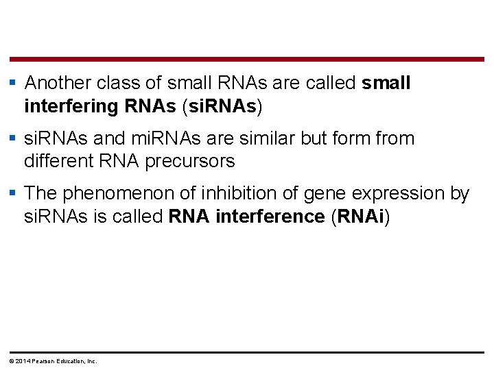 § Another class of small RNAs are called small interfering RNAs (si. RNAs) §