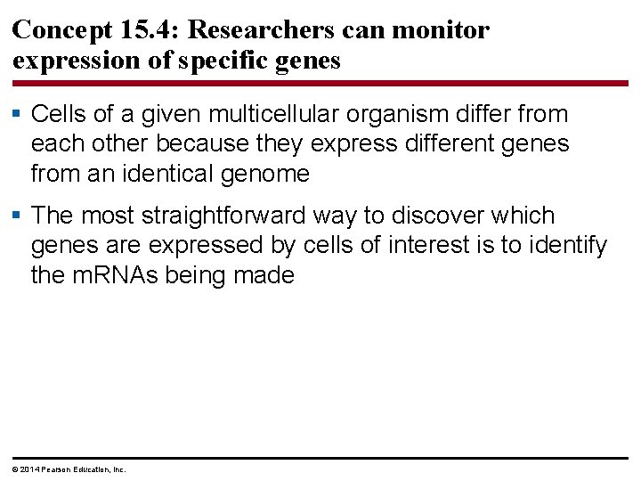 Concept 15. 4: Researchers can monitor expression of specific genes § Cells of a