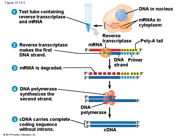 Figure 15. 15 -5 DNA in nucleus 1 Test tube containing reverse transcriptase and