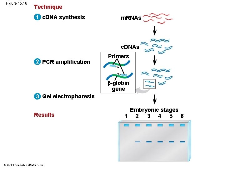 Figure 15. 16 Technique 1 c. DNA synthesis m. RNAs c. DNAs 2 PCR