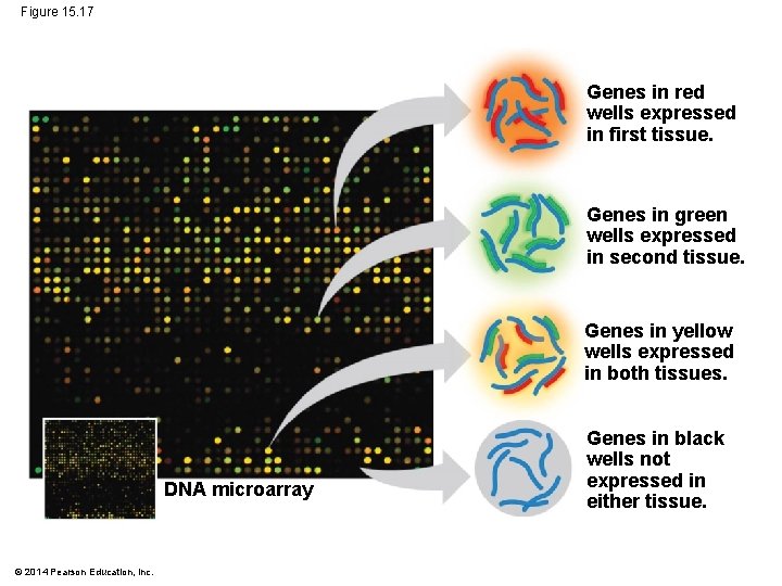 Figure 15. 17 Genes in red wells expressed in first tissue. Genes in green