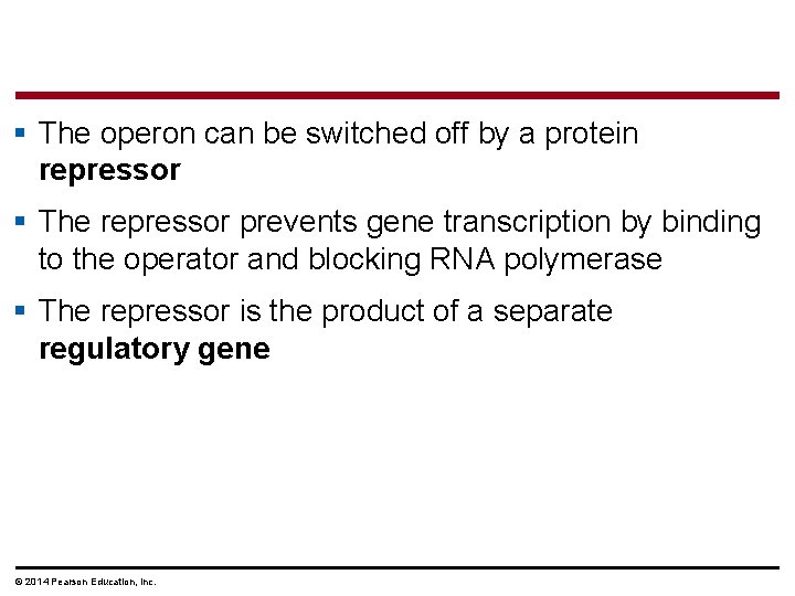 § The operon can be switched off by a protein repressor § The repressor