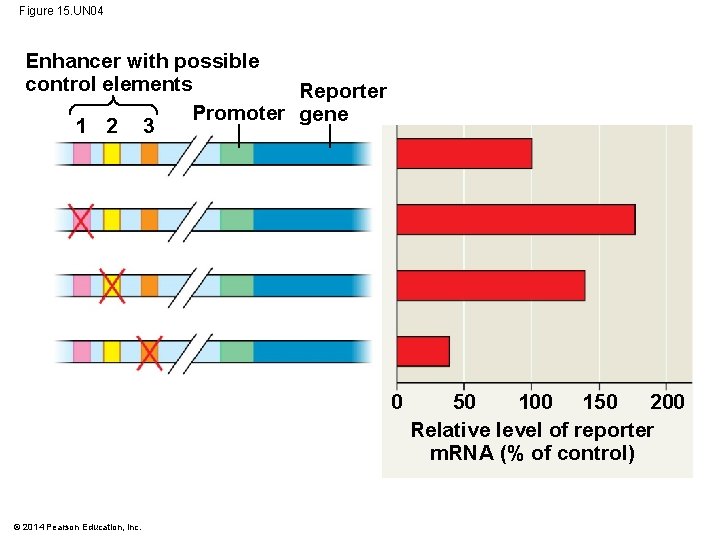 Figure 15. UN 04 Enhancer with possible control elements Reporter Promoter gene 1 2