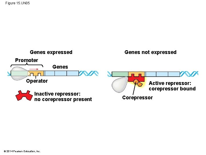 Figure 15. UN 05 Genes expressed Genes not expressed Promoter Genes Operator Inactive repressor: