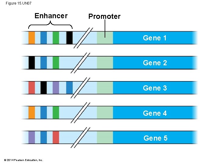 Figure 15. UN 07 Enhancer Promoter Gene 1 Gene 2 Gene 3 Gene 4