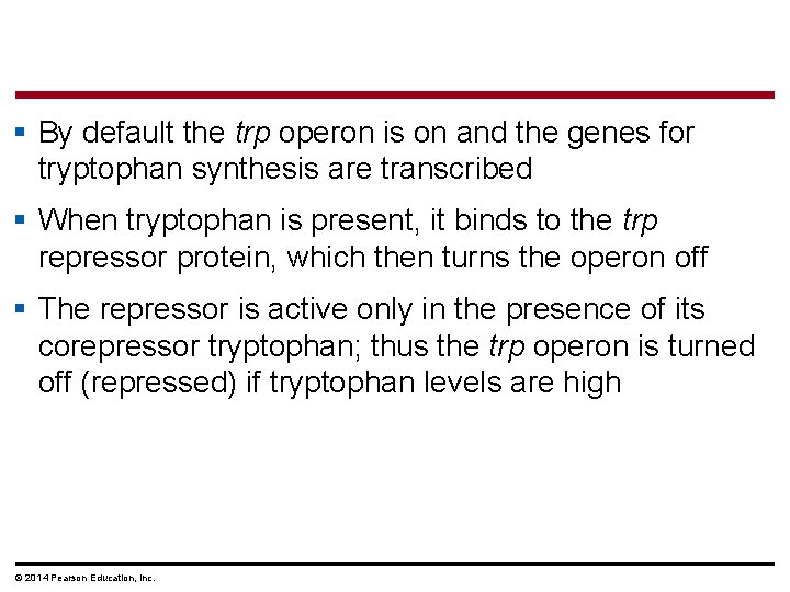 § By default the trp operon is on and the genes for tryptophan synthesis