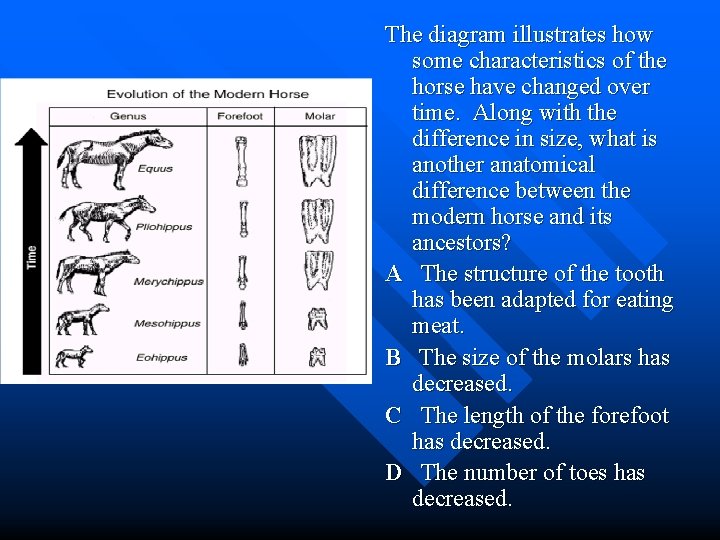 The diagram illustrates how some characteristics of the horse have changed over time. Along