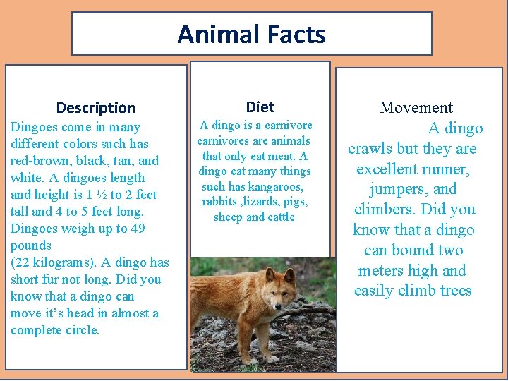Animal Facts Description Dingoes come in many different colors such has red-brown, black, tan,