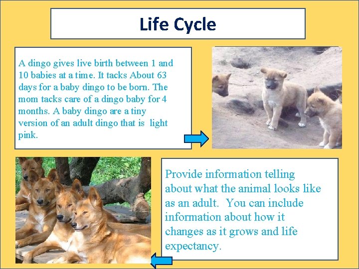 Life Cycle A dingo gives live birth between 1 and 10 babies at a