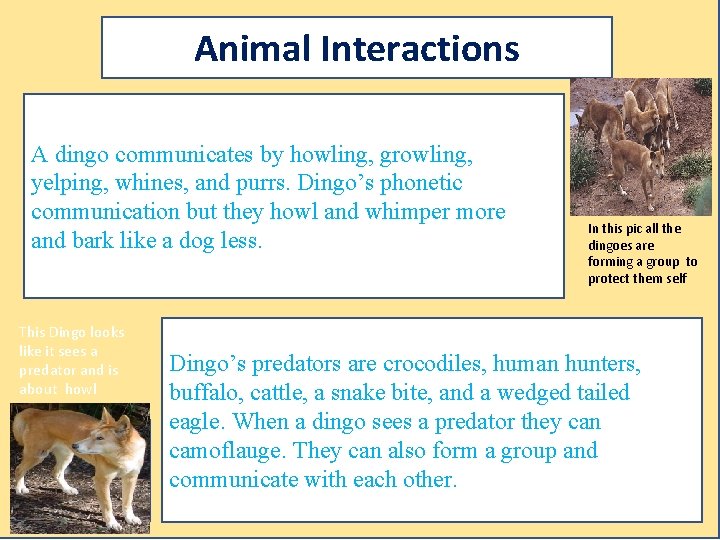 Animal Interactions A dingo communicates by howling, growling, yelping, whines, and purrs. Dingo’s phonetic
