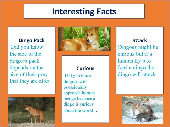 Interesting Facts Dingo Pack Did you know the size of the dingoes pack depends