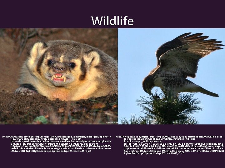 Wildlife http: //www. google. com/imgres? imgurl=http: //www. ontariobadgers. com/images/badger. jpg&imgrefurl=h ttp: //www. ontariobadgers. com/aboutbadgers.