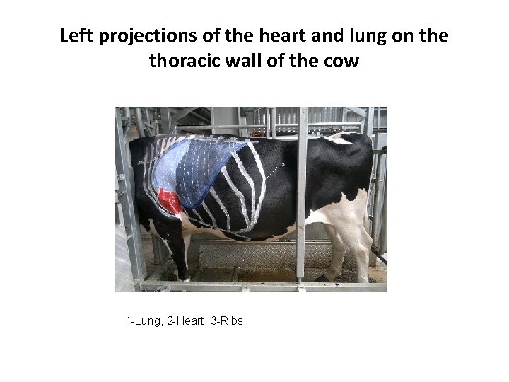 Left projections of the heart and lung on the thoracic wall of the cow