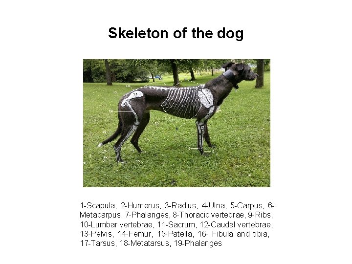 Skeleton of the dog 1 -Scapula, 2 -Humerus, 3 -Radius, 4 -Ulna, 5 -Carpus,