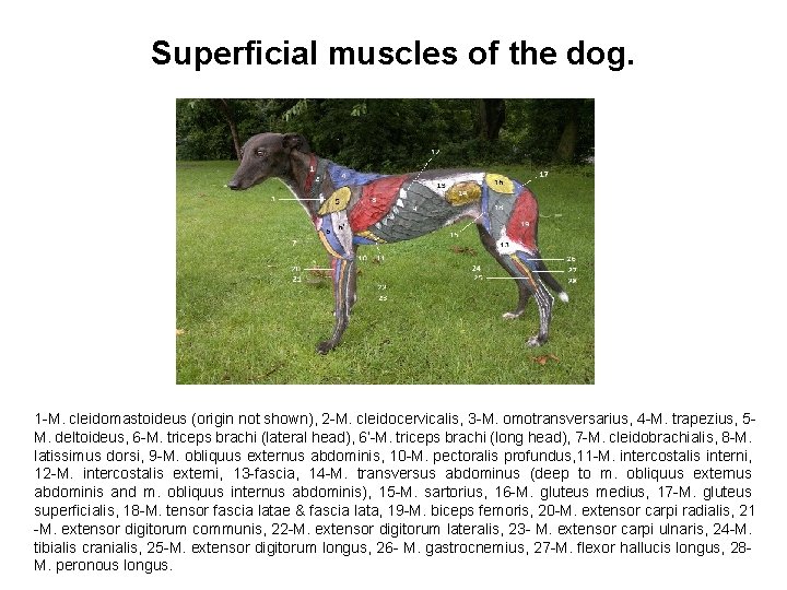Superficial muscles of the dog. 1 -M. cleidomastoideus (origin not shown), 2 -M. cleidocervicalis,