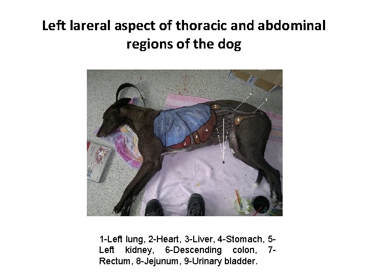 Left lareral aspect of thoracic and abdominal regions of the dog 1 -Left lung,