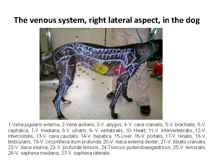 The venous system, right lateral aspect, in the dog 1 -Vena jugularis externa, 2