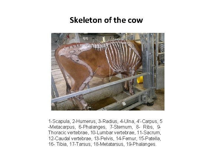 Skeleton of the cow 1 -Scapula, 2 -Humerus, 3 -Radius, 4 -Ulna, 4’-Carpus, 5