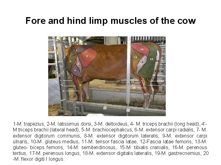 Fore and hind limp muscles of the cow 1 -M. trapezius, 2 -M. latissimus