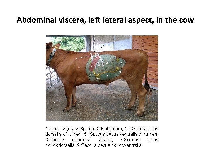 Abdominal viscera, left lateral aspect, in the cow 1 -Esophagus, 2 -Spleen, 3 -Reticulum,