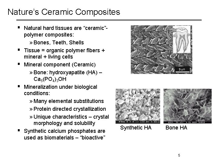 Nature’s Ceramic Composites § Natural hard tissues are “ceramic”§ § polymer composites: » Bones,