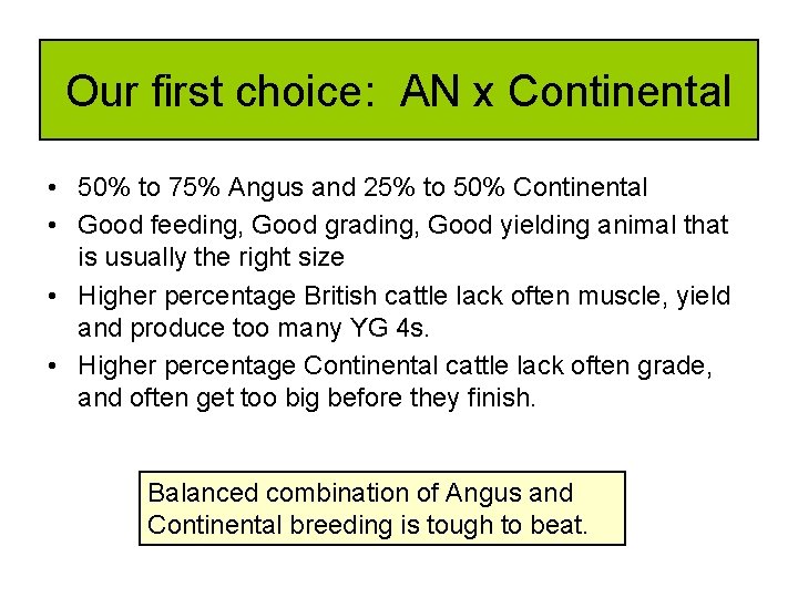 Our first choice: AN x Continental • 50% to 75% Angus and 25% to