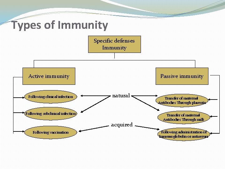 Types of Immunity Specific defenses Immunity Active immunity Following clinical infection Passive immunity natural