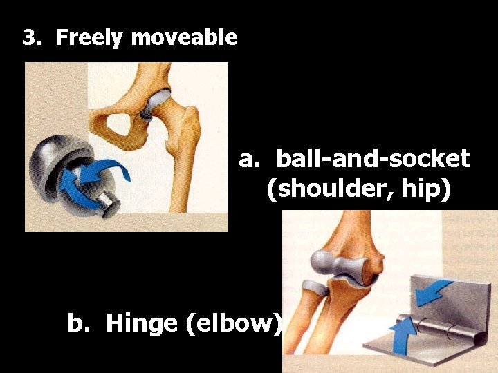 3. Freely moveable a. ball-and-socket (shoulder, hip) b. Hinge (elbow) 