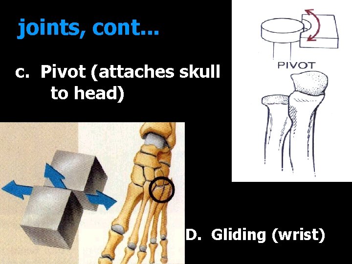 joints, cont. . . c. Pivot (attaches skull to head) D. Gliding (wrist) 