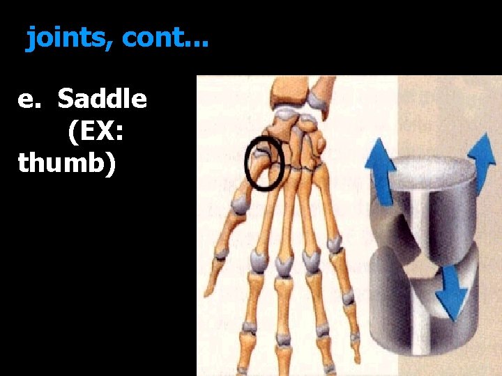 joints, cont. . . e. Saddle (EX: thumb) 