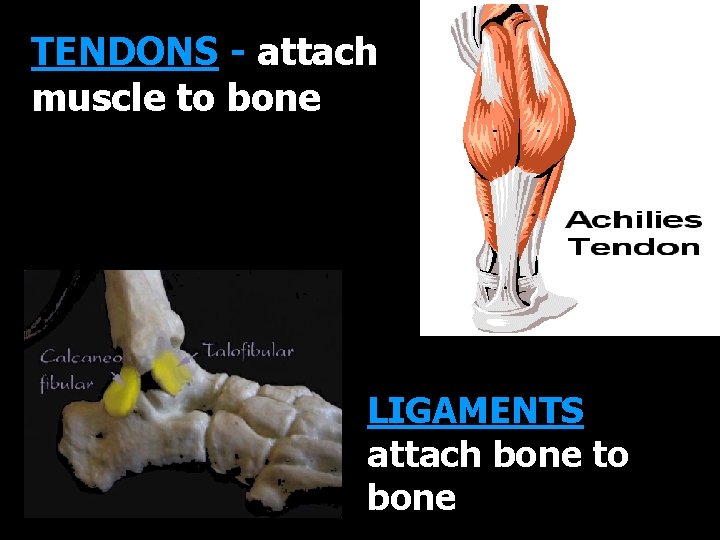 TENDONS - attach muscle to bone LIGAMENTS attach bone to bone 