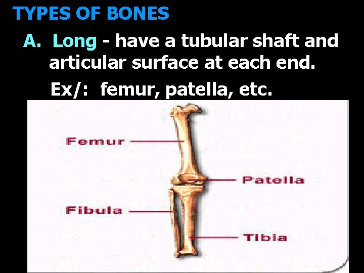 TYPES OF BONES A. Long - have a tubular shaft and articular surface at