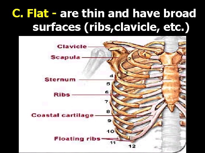 C. Flat - are thin and have broad surfaces (ribs, clavicle, etc. ) 