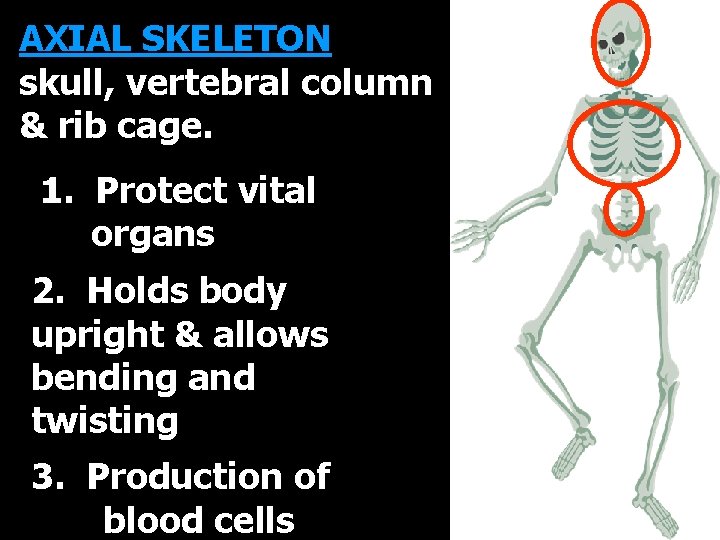 AXIAL SKELETON skull, vertebral column & rib cage. 1. Protect vital organs 2. Holds