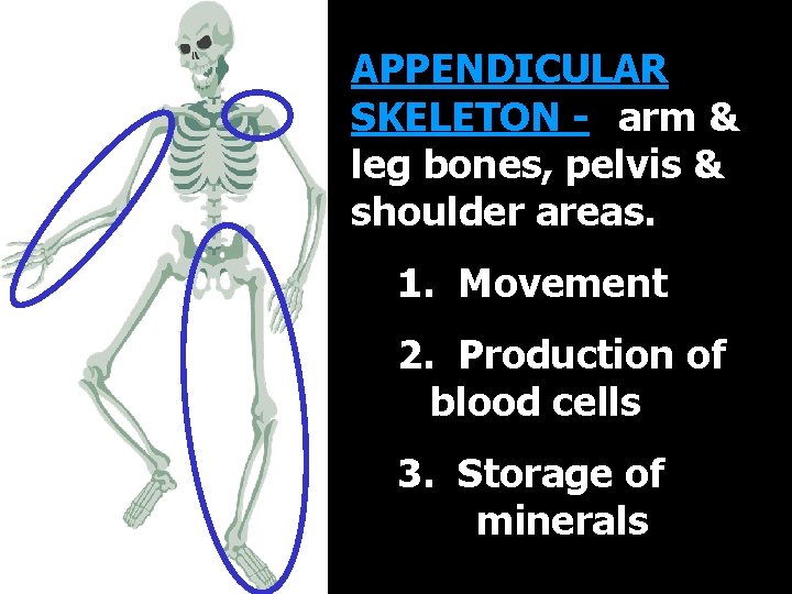 APPENDICULAR SKELETON - -arm & leg bones, pelvis & shoulder areas. 1. Movement 2.