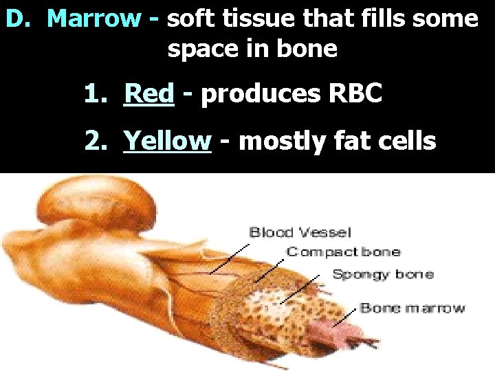 D. Marrow - soft tissue that fills some space in bone 1. Red -