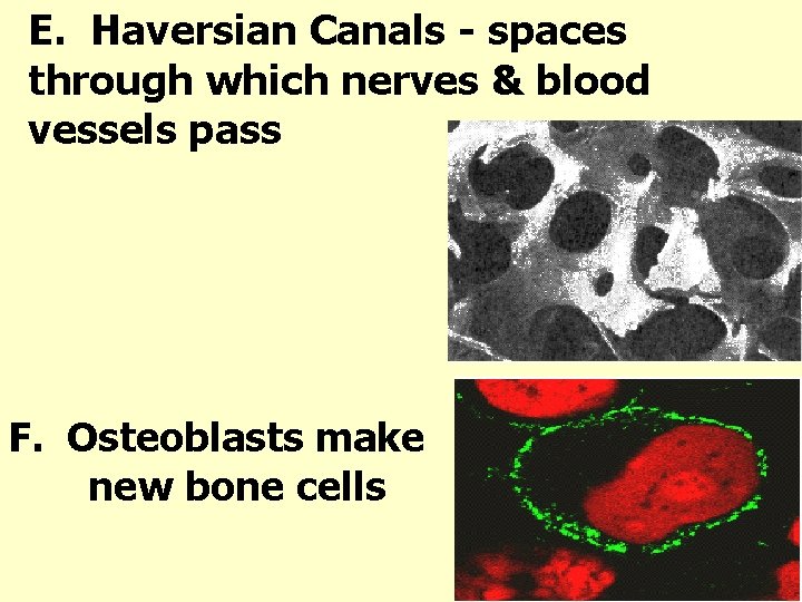 E. Haversian Canals - spaces through which nerves & blood vessels pass F. Osteoblasts