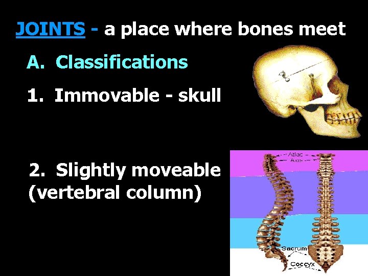 JOINTS - a place where bones meet A. Classifications 1. Immovable - skull 2.