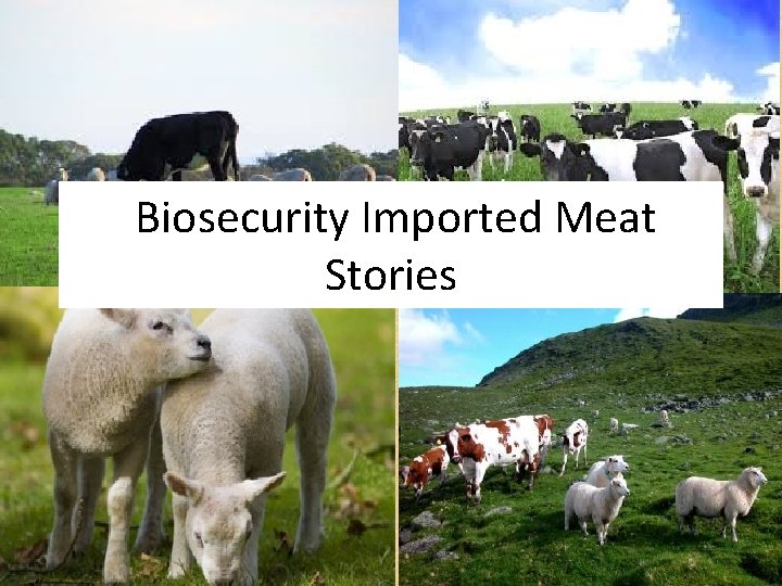 Biosecurity Imported Meat Stories 