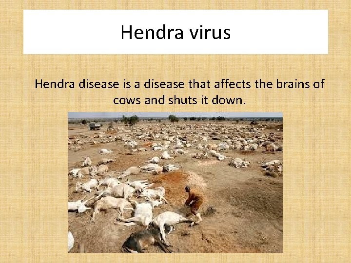 Hendra virus Hendra disease is a disease that affects the brains of cows and