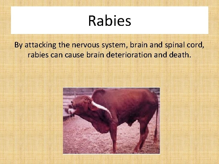 Rabies By attacking the nervous system, brain and spinal cord, rabies can cause brain