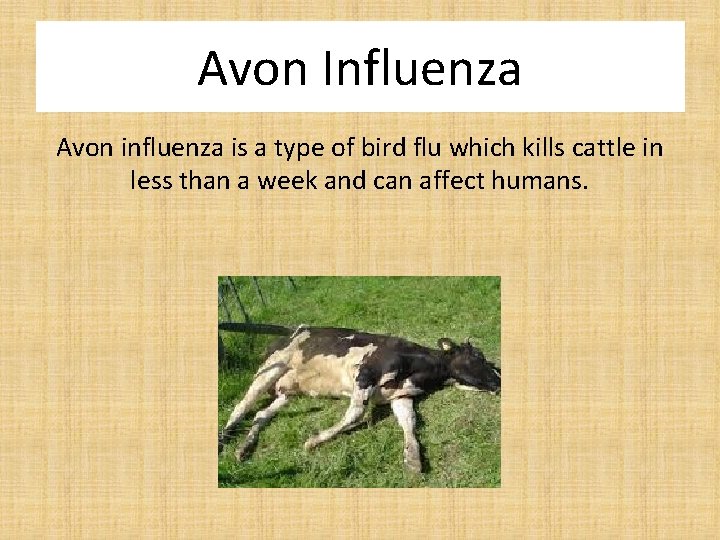 Avon Influenza Avon influenza is a type of bird flu which kills cattle in