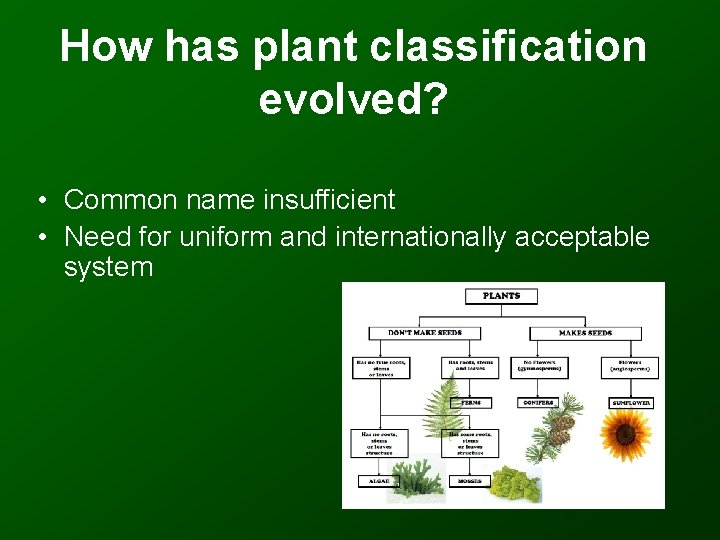 How has plant classification evolved? • Common name insufficient • Need for uniform and