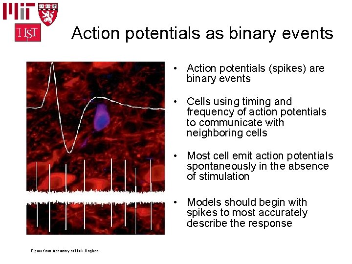Action potentials as binary events • Action potentials (spikes) are binary events • Cells